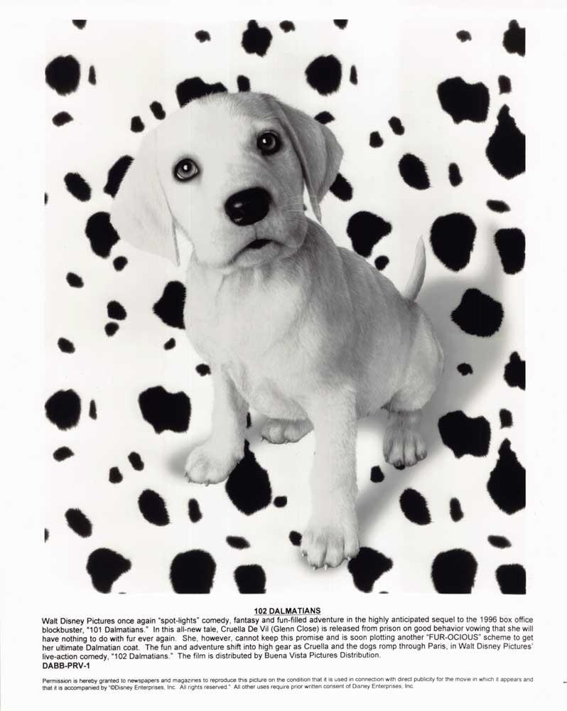 Glenn Close 102 DALMATIONS original 8x10 press photo 2000